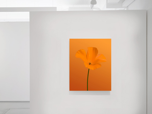 Custom metal print of an orange floral image on white gallery walls.