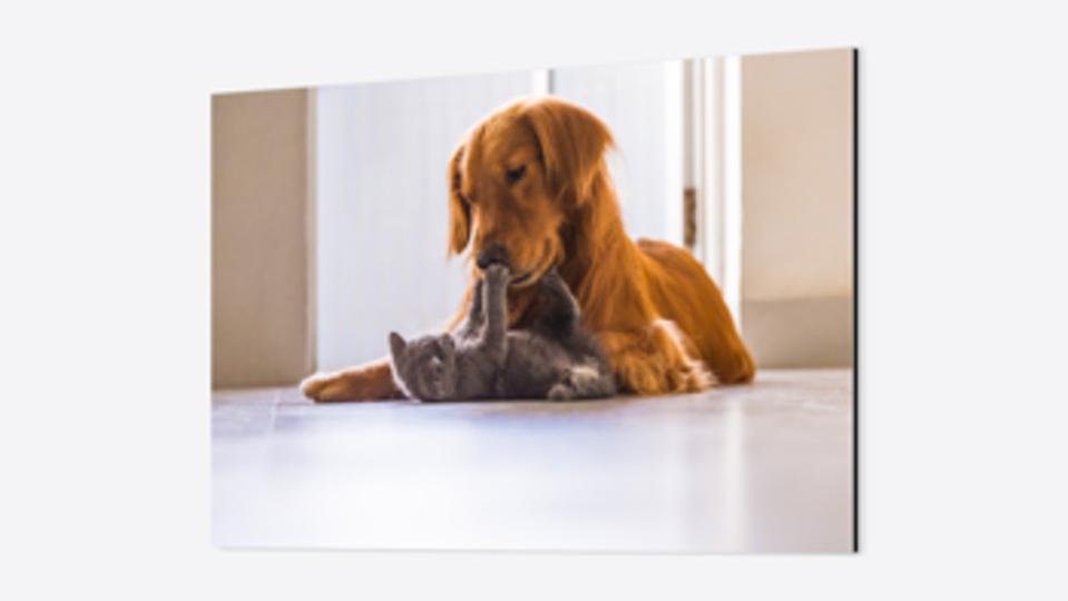 Metal Photo Prints Main